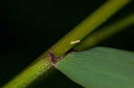 Eastern bottlebrush grass